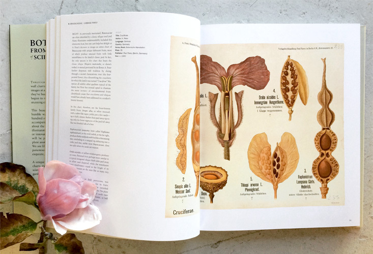 The botanical wallchart — Anna Laurent